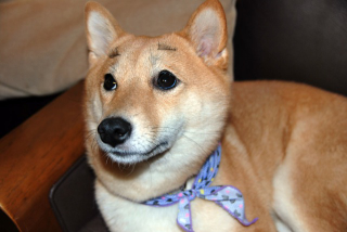 Illustration for article titled Fake Eyelashes on Pets Might Be a Thing